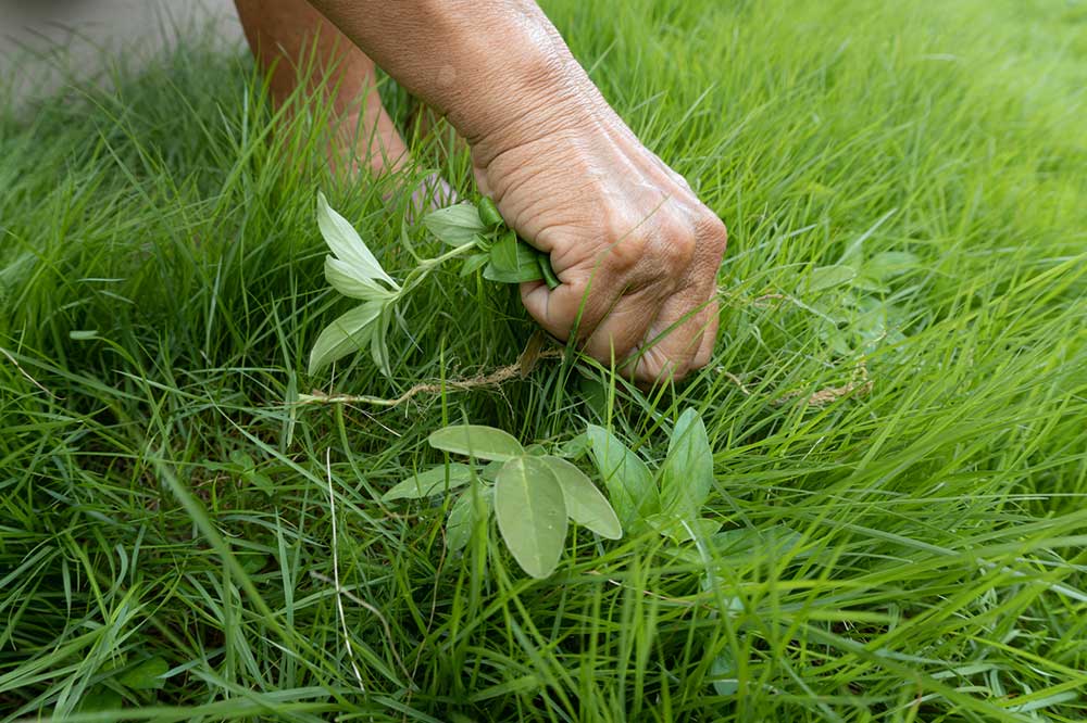 Hand-Pull Weeds